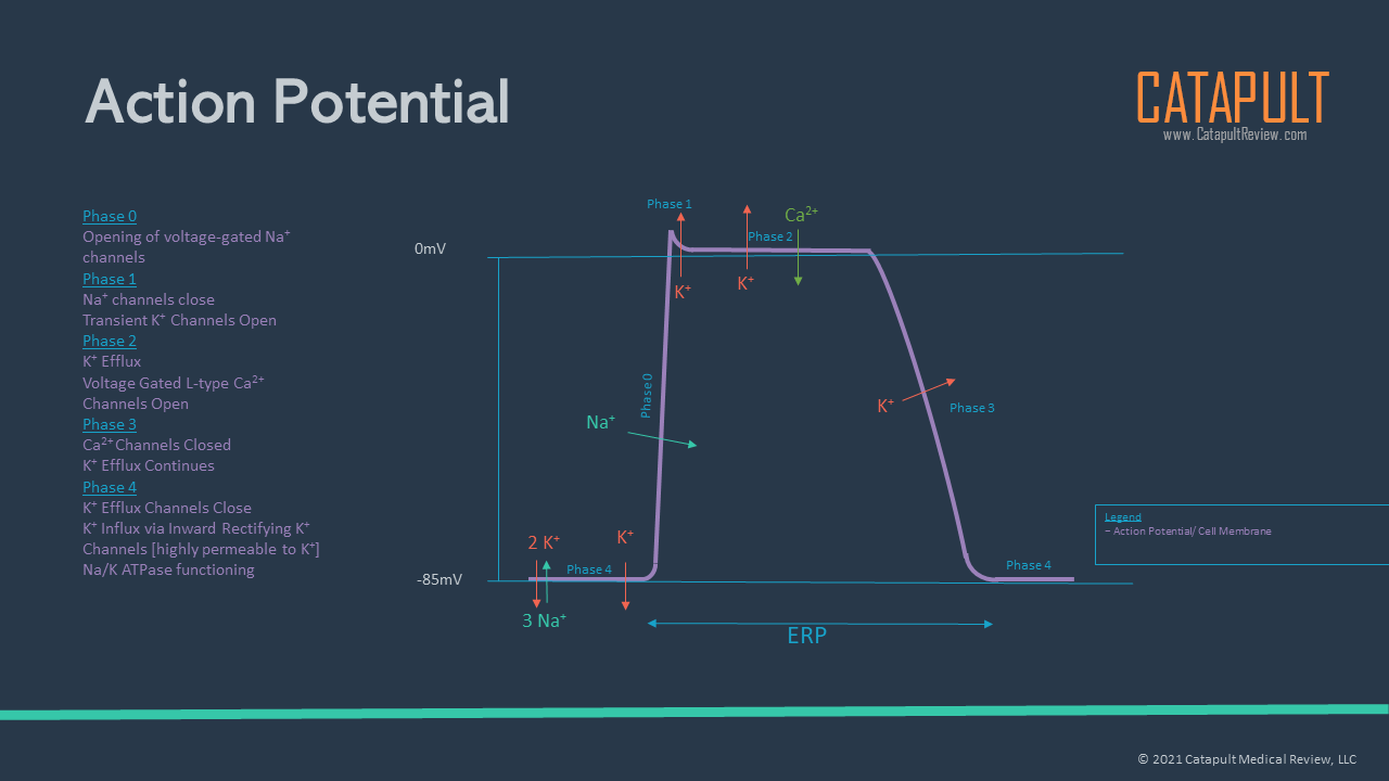 Antiarrhythmics Overview