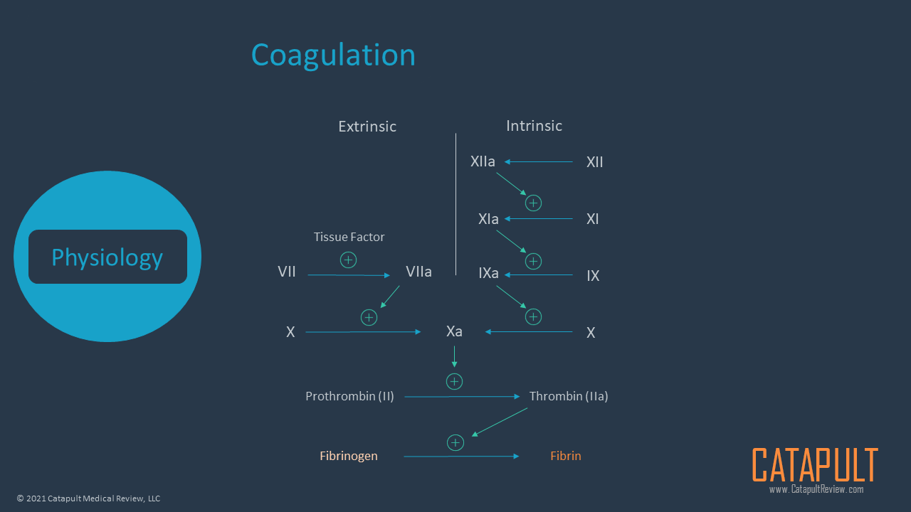 Coagulation Primer