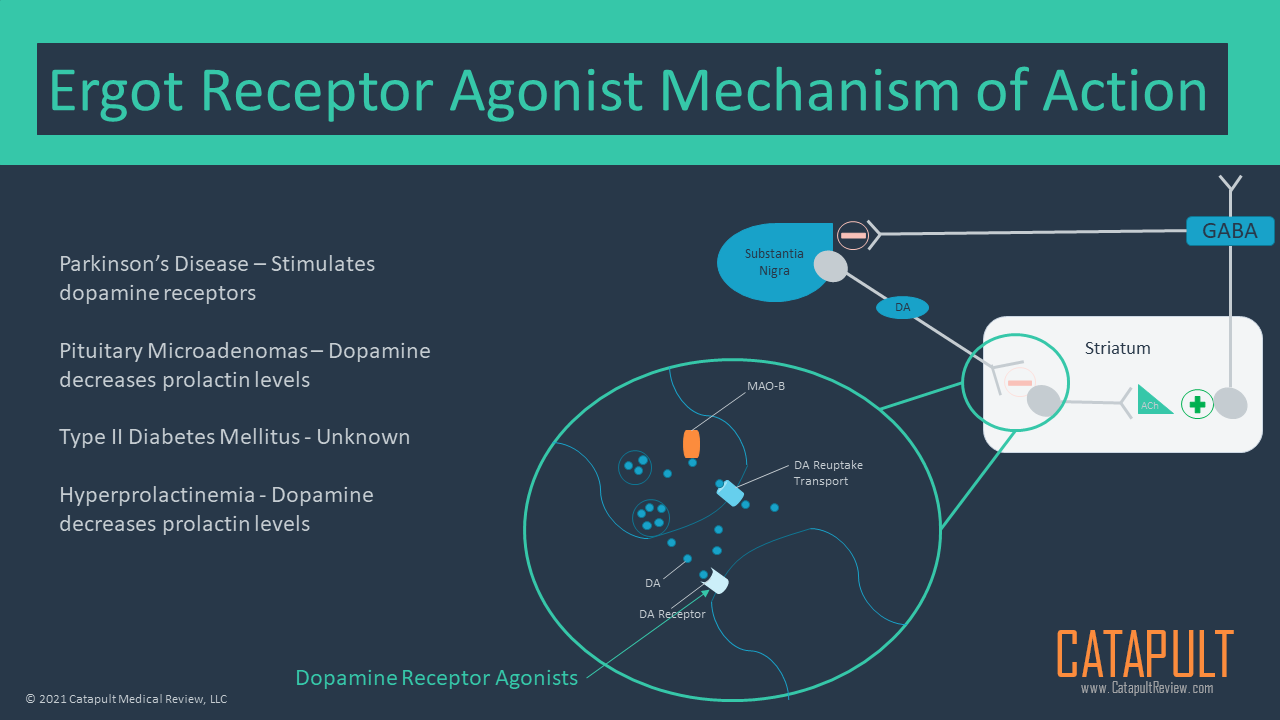 Ergot Dopamine Receptor Agonist