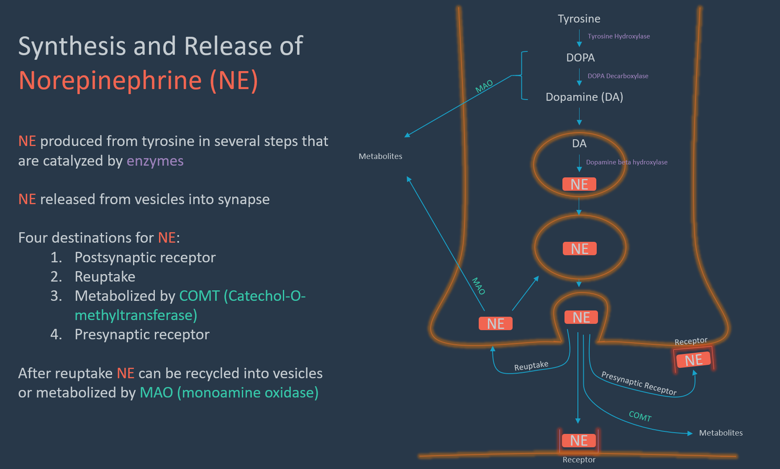 Neurotransmitters & Signaling Part 2: Adrenergics and Receptors