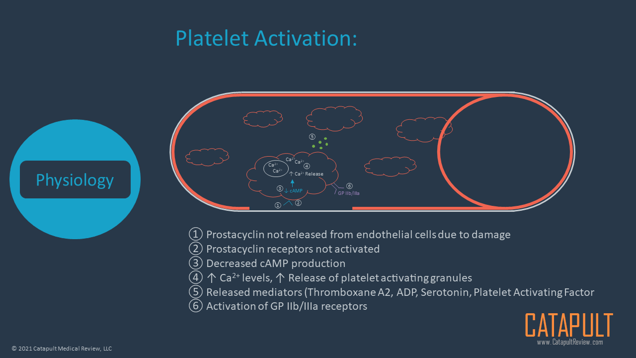 Coagulation Primer
