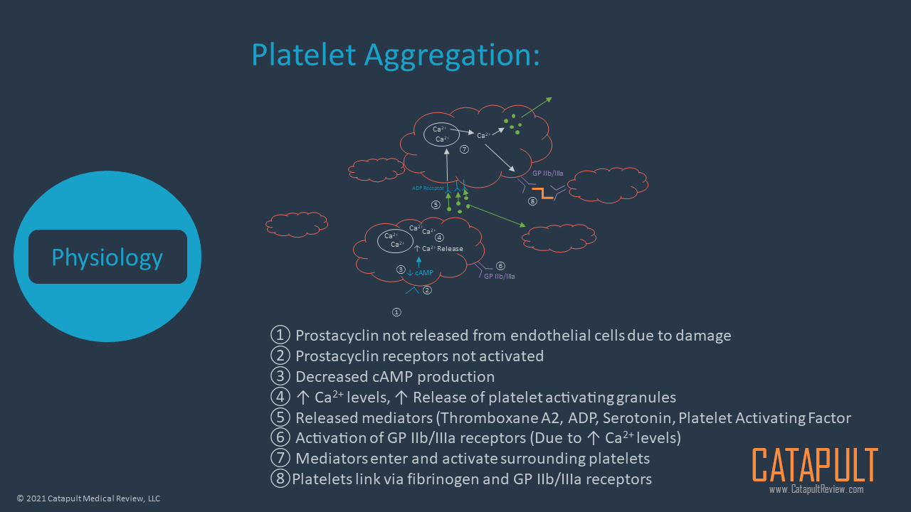 Coagulation Primer